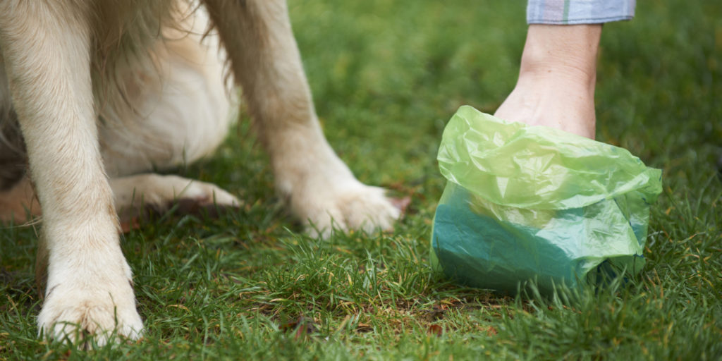 dog products1